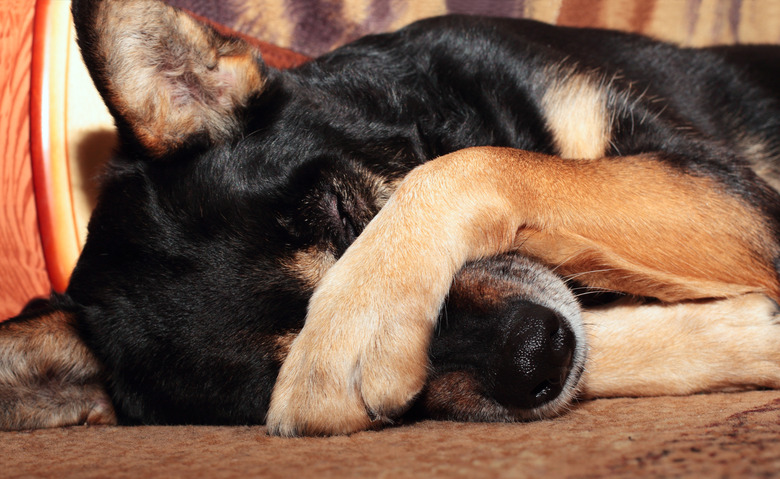 Dog covering nose