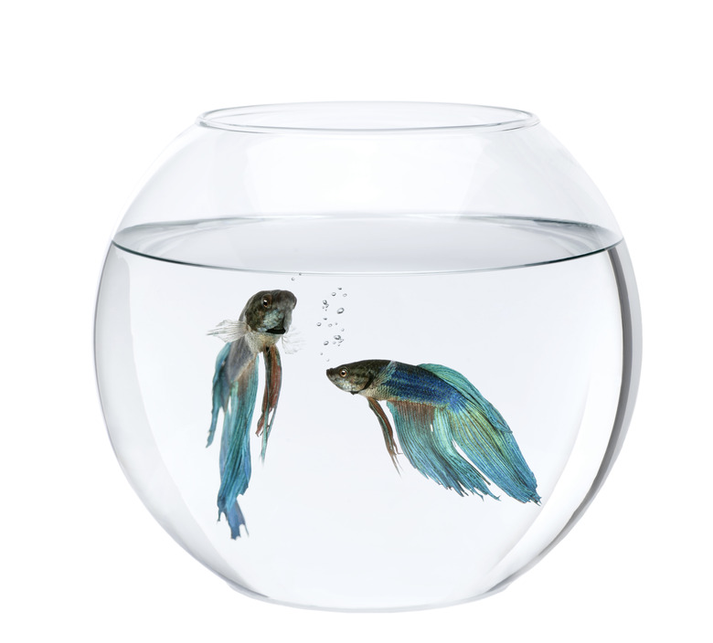 Betta fish is sinking best sale