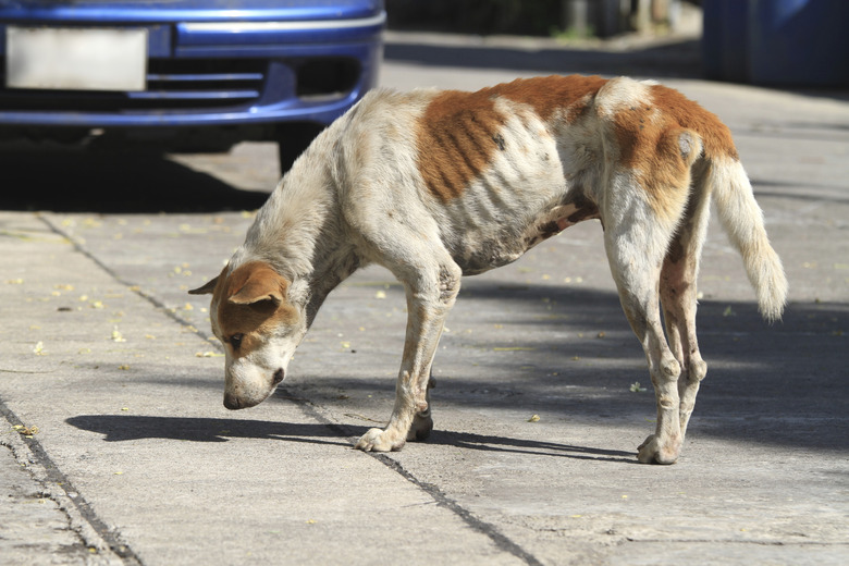 How To Treat A Malnourished Dog Cuteness