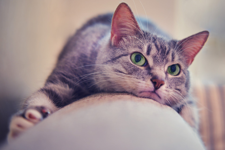 The offended pet lies on the couch, the face of a disgruntled grumpy cat