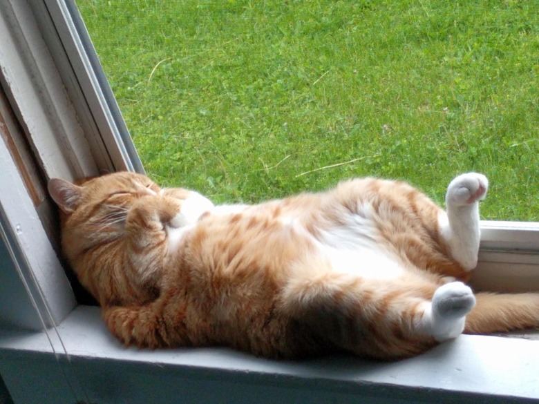 Ginger cat laying on their back on windowsill