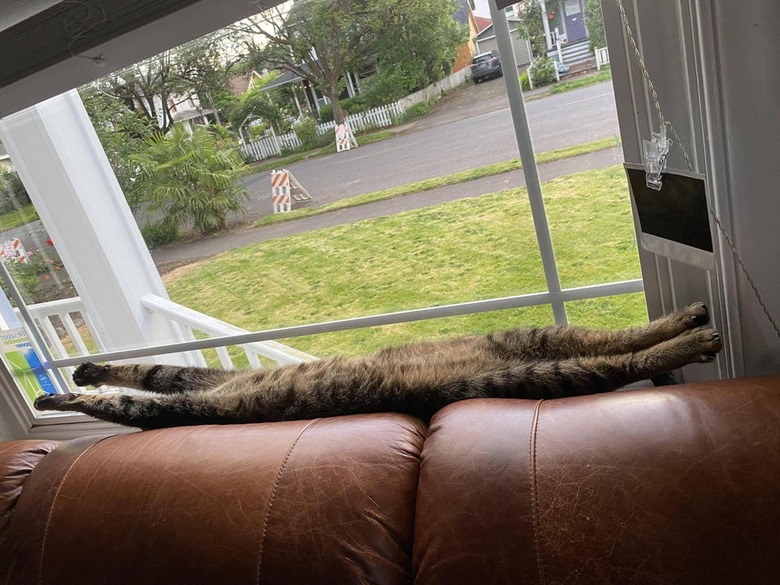 Cat stretched along length of windowsill and on a couch