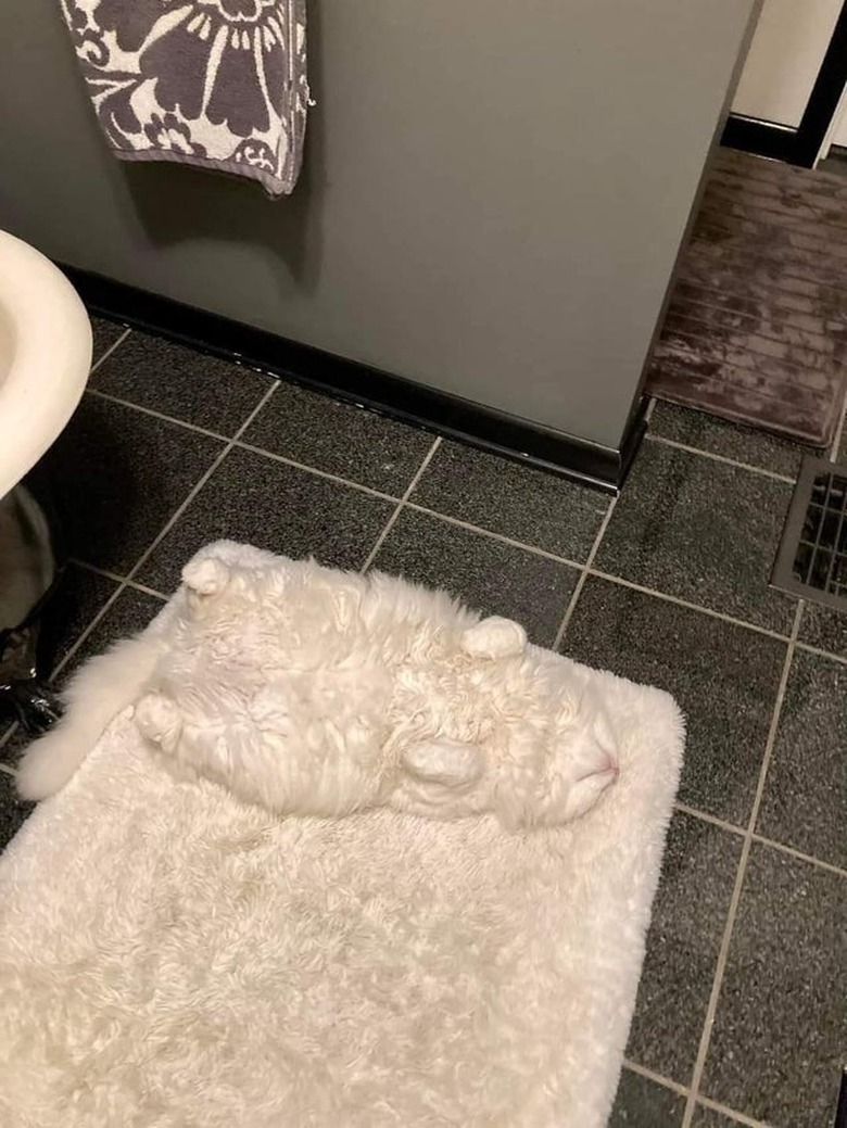 Fluffy white cat laying on fluffy white bathmat