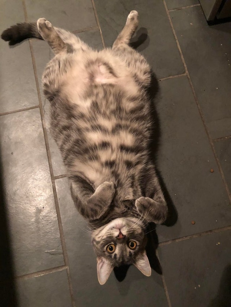 Cat laying on their back