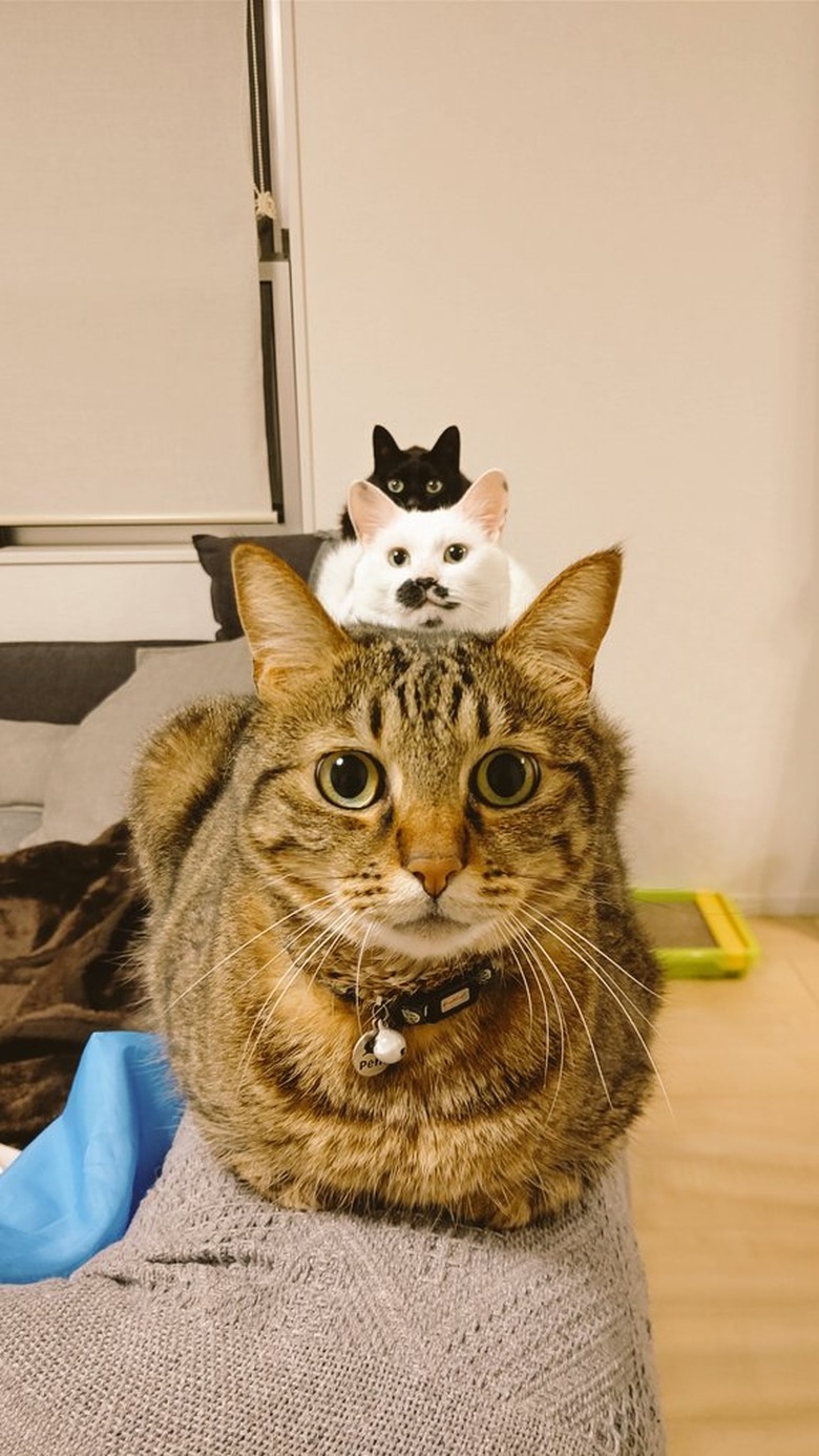 Three cats sitting in a row on the back of a couch.