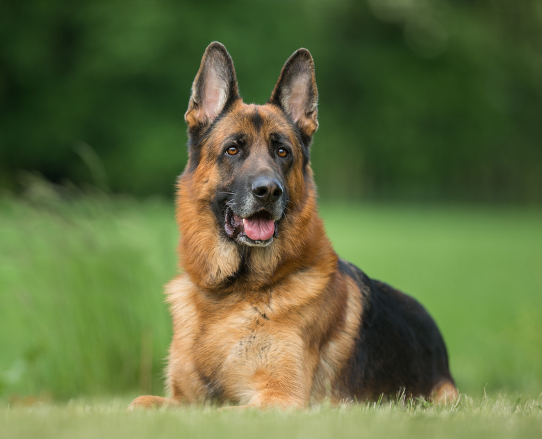 What Are The Treatments For Diarrhea In German Shepherd Dogs Cuteness