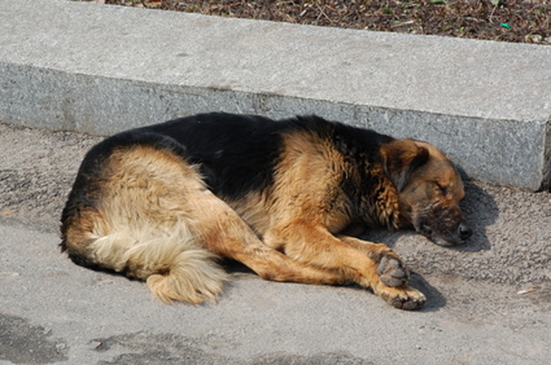 stray sleeping dog