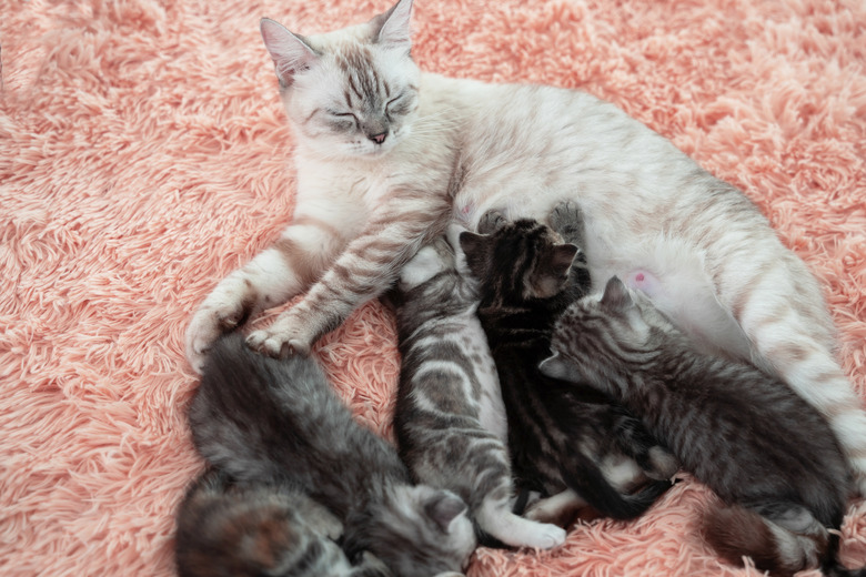 The cat family slept happily on the bed.