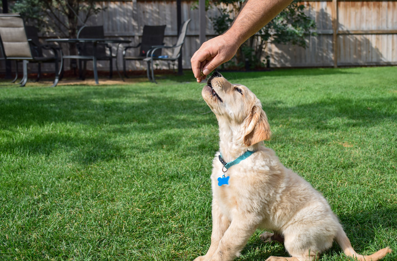 Golden retriever puppy getting a treat during puppy training