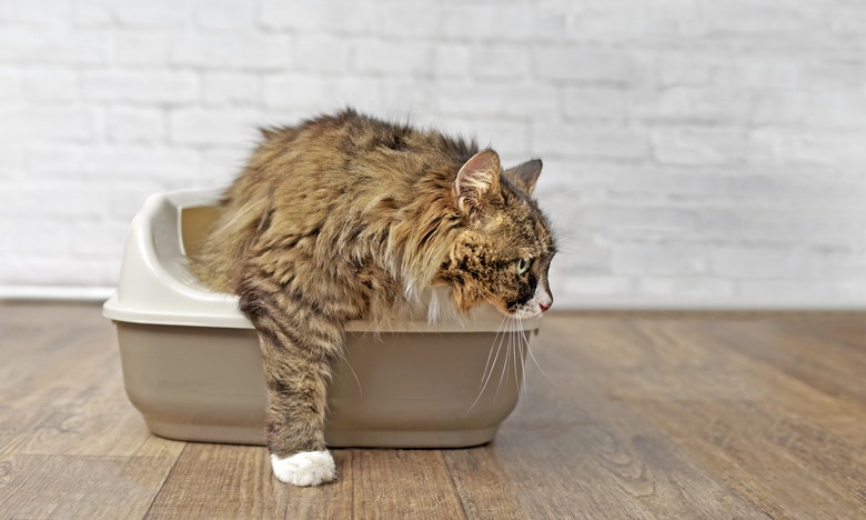 Cute longhair cat going out of a Litter box. Panramic image with copy space.