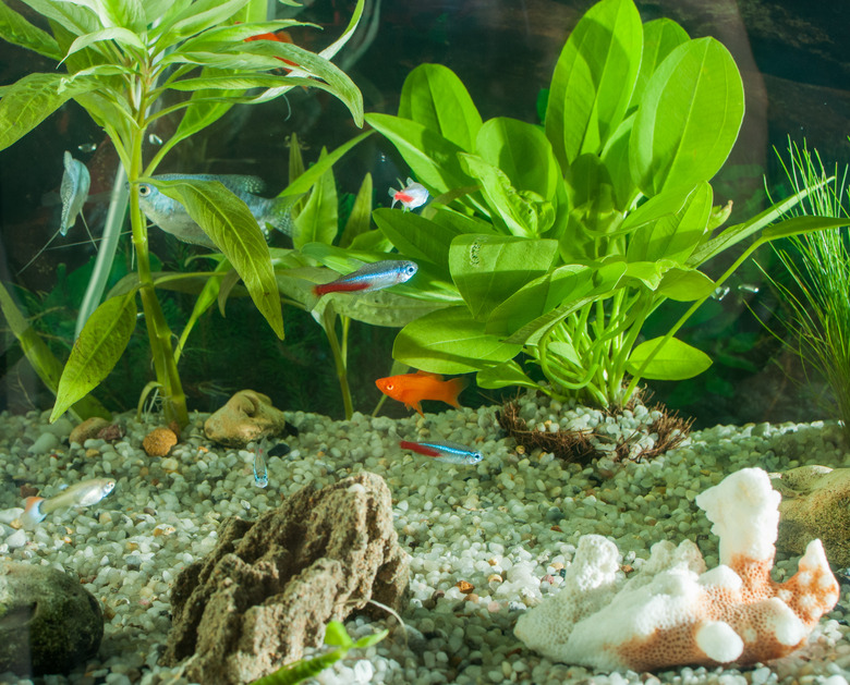 aquarium with many fish and natural plants.Tropical fishes.aquarium with green plants