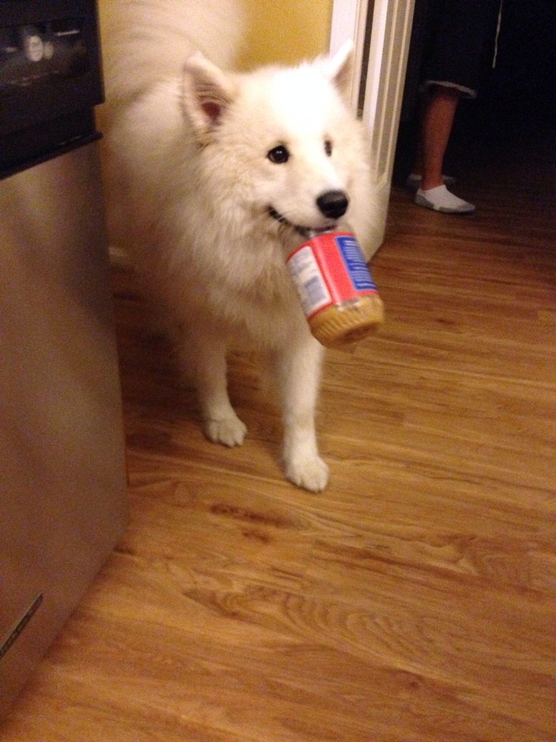 Dog with a jar of peanut butter in its mouth