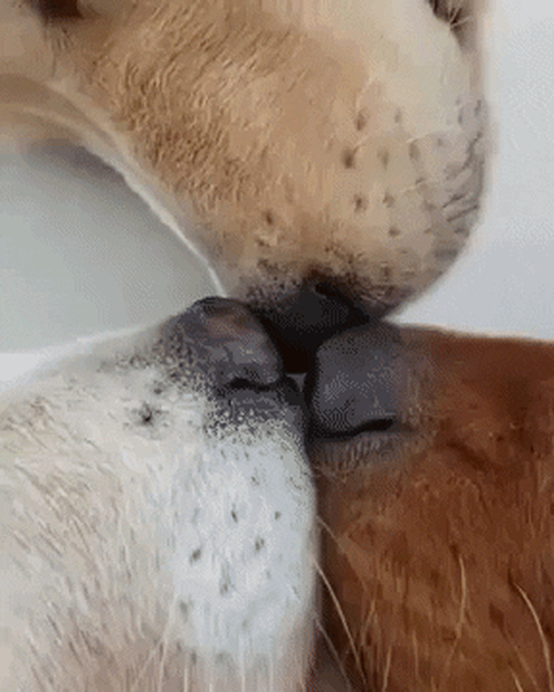 dogs sleep with noses touching