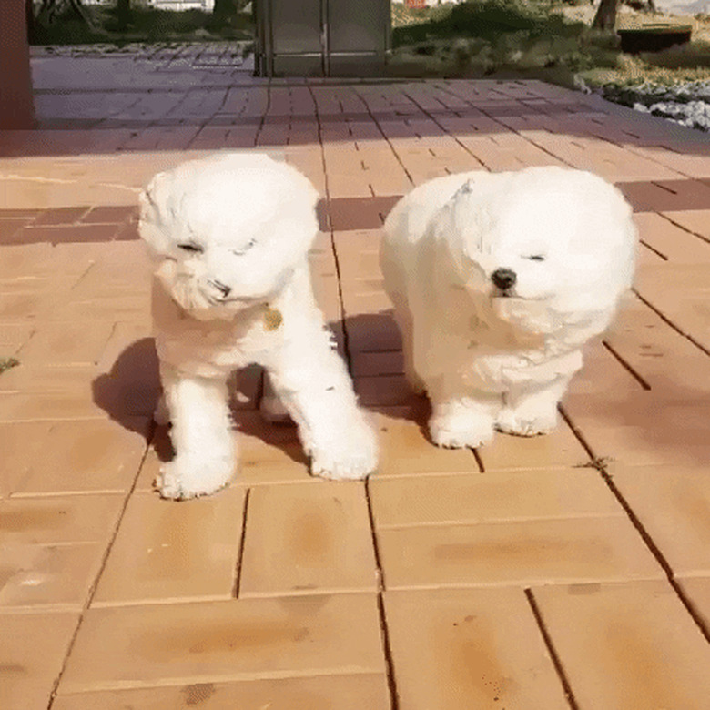 dog blown by wind