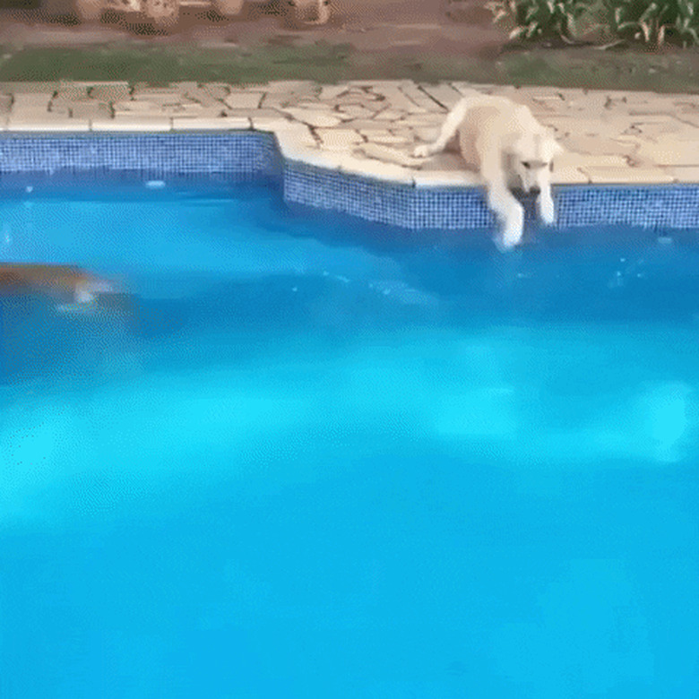 dog dips paws in pool water