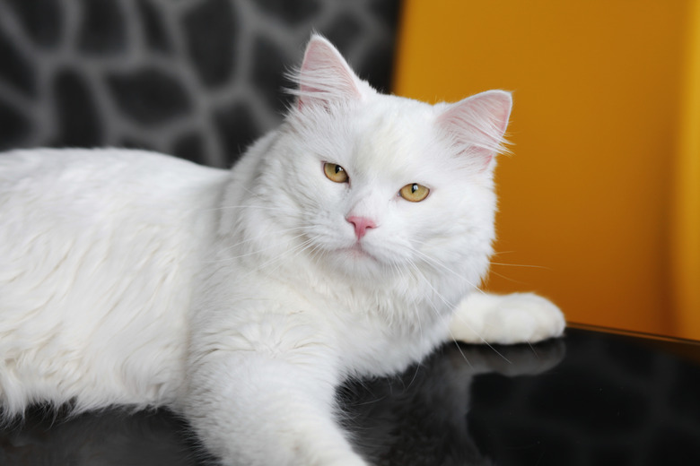 White cat on the table