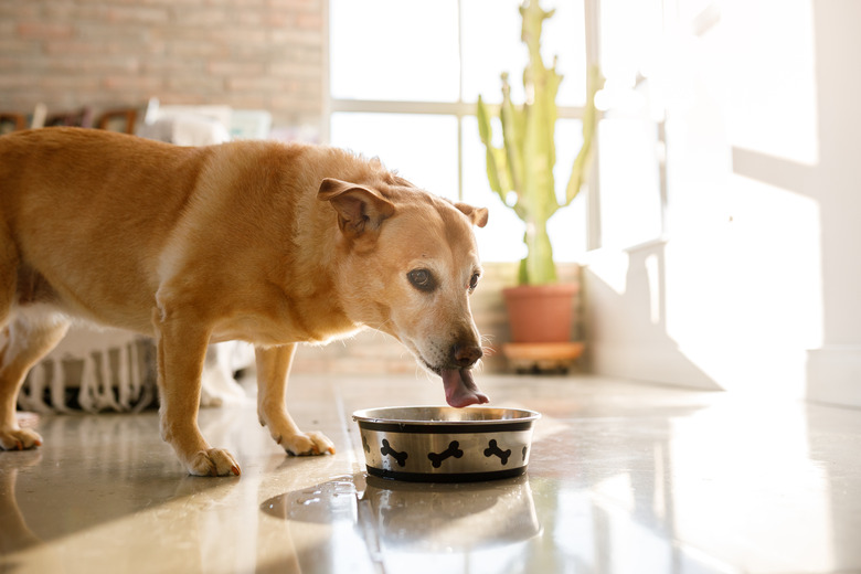 How To Stop Your Dog From Turning Over Its Water Bowl Cuteness