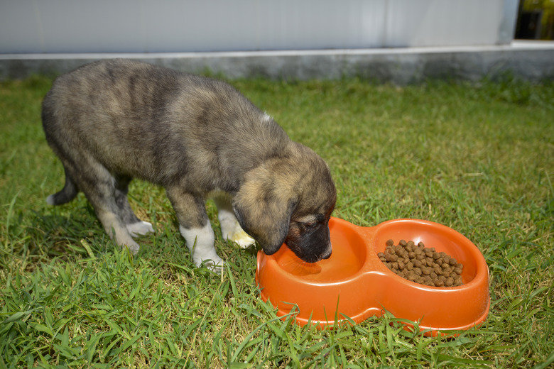 How To Stop Your Dog From Turning Over Its Water Bowl Cuteness