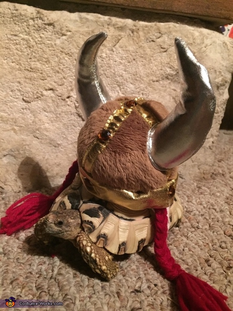 tortoise in viking costume