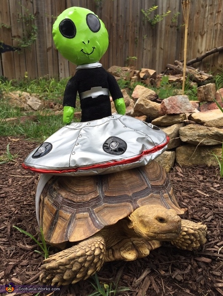 tortoise in alien costume