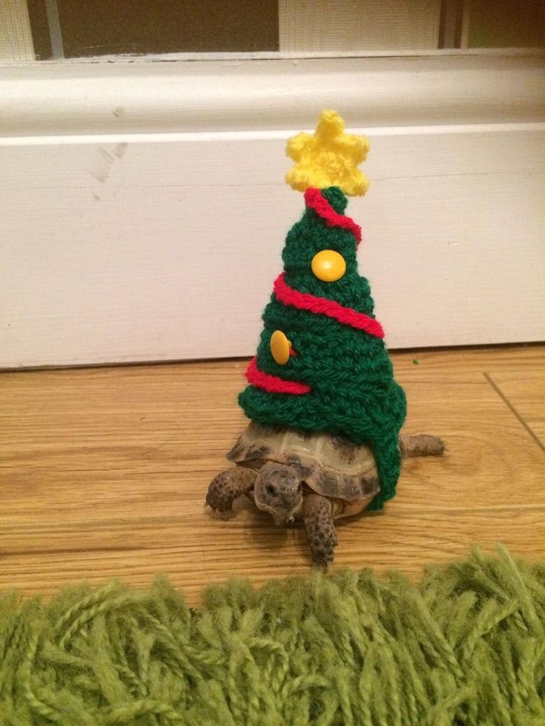 tortoise in christmas tree costume