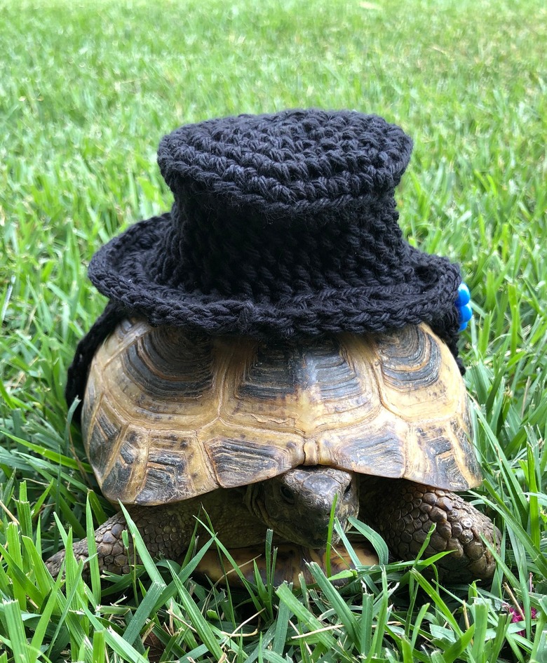 tortoise in crocheted top hat