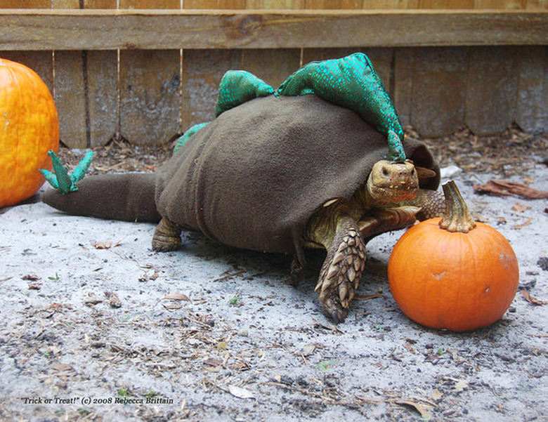 tortoise in dinosaur costume