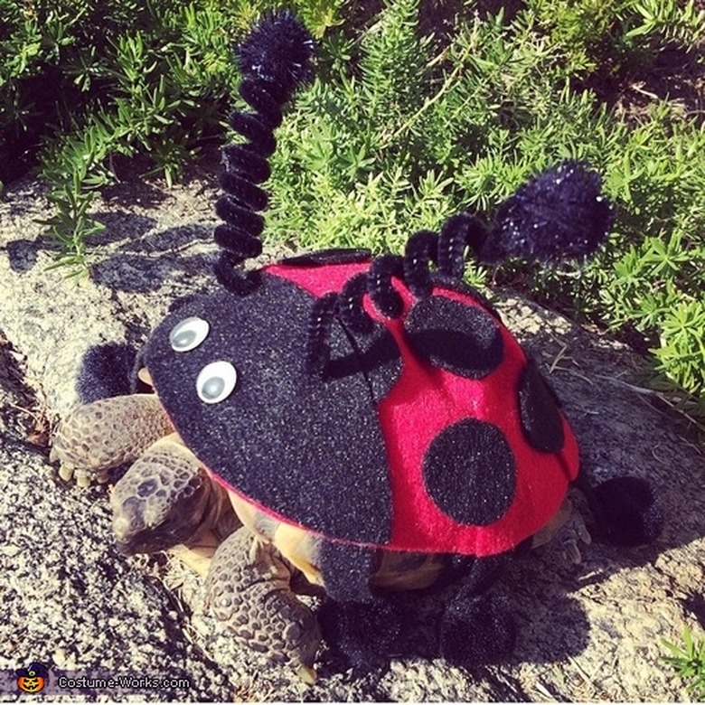 tortoise in ladybug costume