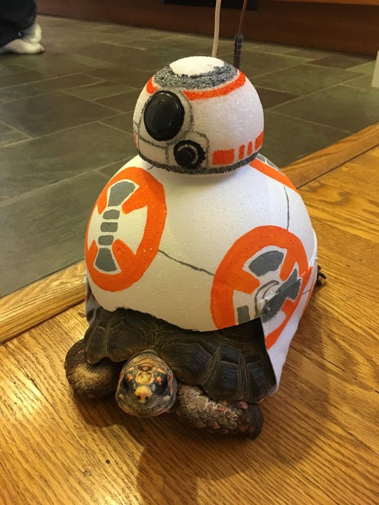 tortoise in BB8 Star Wars costume