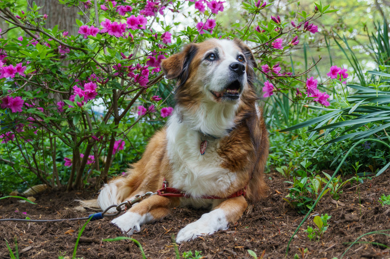 Older dog laying down underneath a flowering azalea in Spring