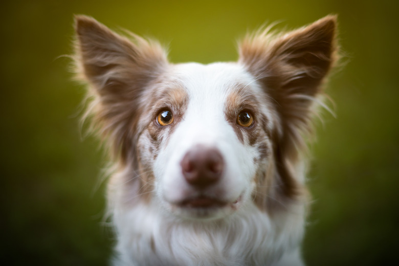 Border Collie portrait