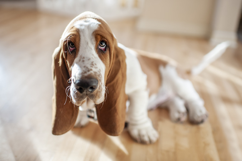 Adorable Basset Hound puppy sits with cute expression in pretty light