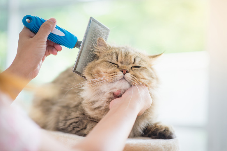 Woman using a comb brush the Persian cat