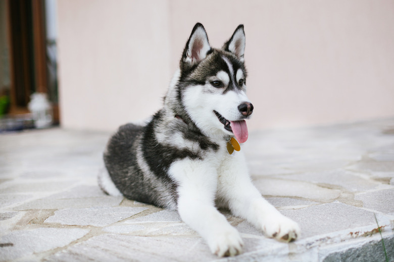 Puppy husky looking aside