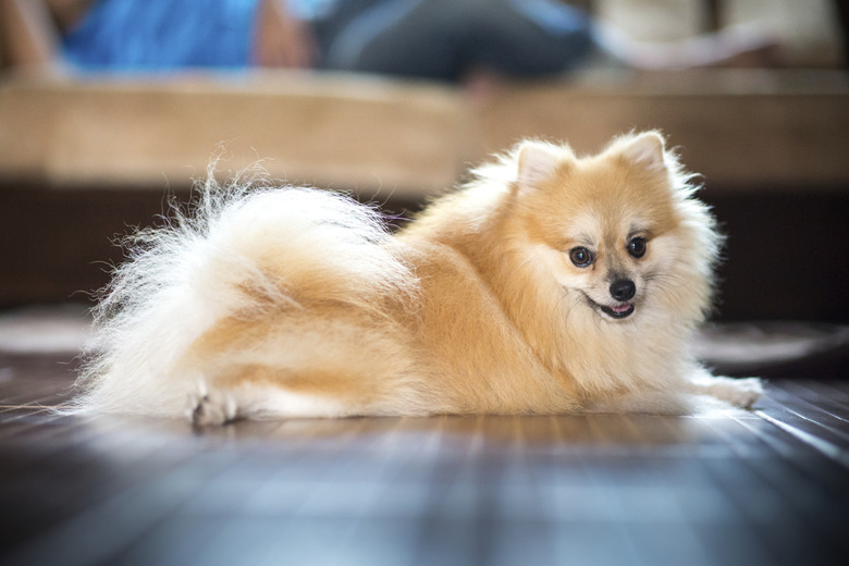 Pomeranian in home