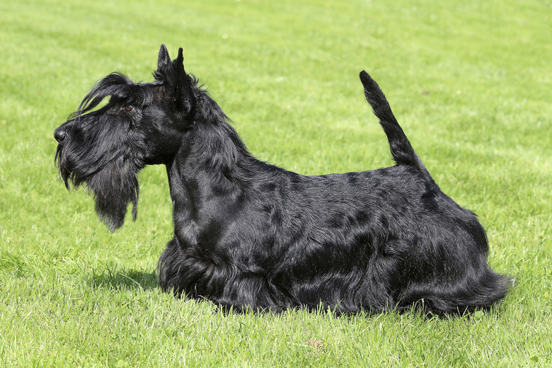 Black Scottish Terriet in a summer garden