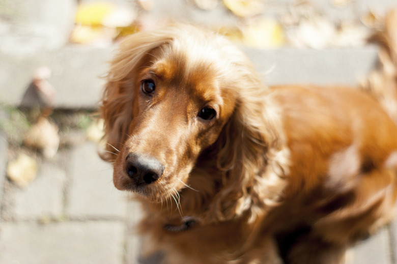 Cocker Spaniel before a walk