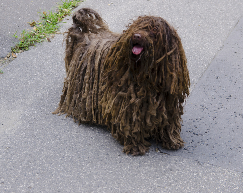 Hungarian Puli