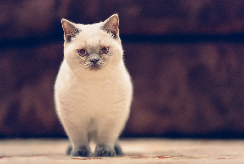 British Shorthair Lilac Colorpoint Kitten