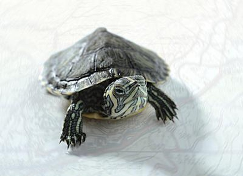 A map turtle head, shell and front legs