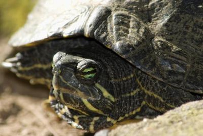 Close up of the a painted turtle's head with eyes closed