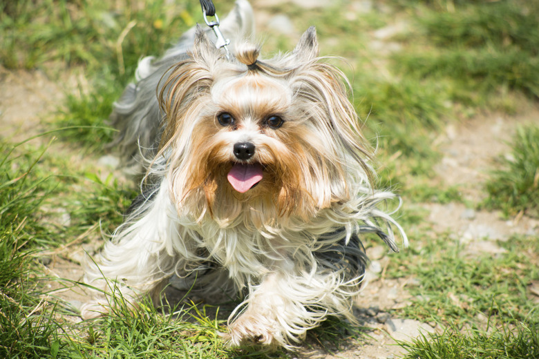 Cute female biewer yorkshire terrier