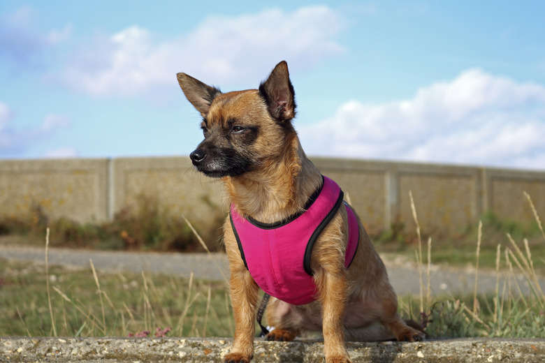 Small Dog in a pink harness