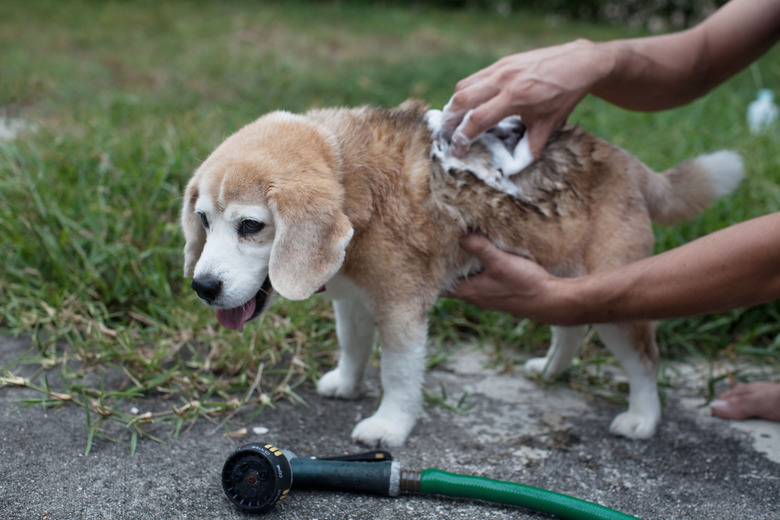 Dog getting a flea bath outside