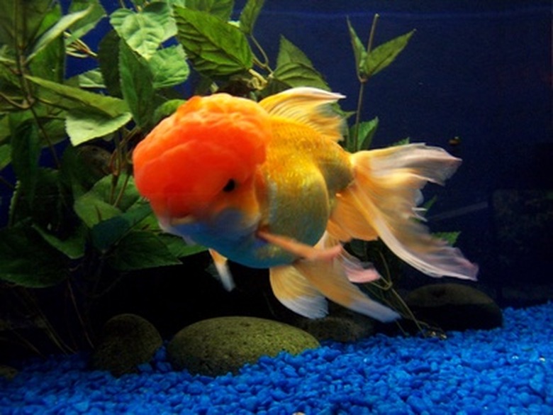 Best water for goldfish tank best sale