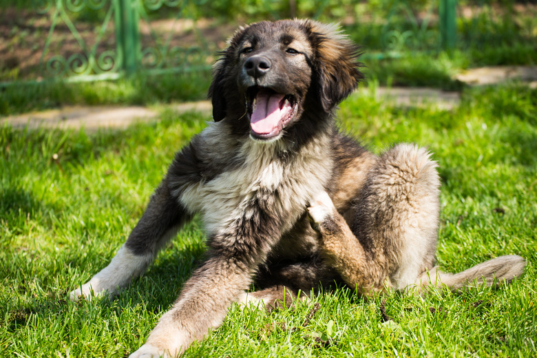 Baby shepherd scratching