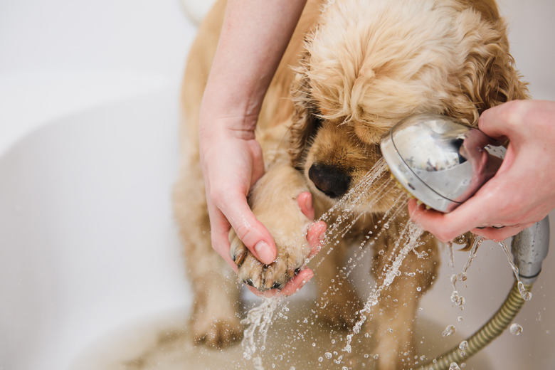 Woman cleans a paw to a dog