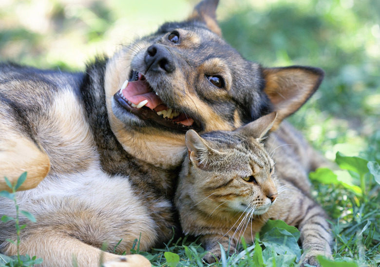 The Use Of Ofloxacin In Pets Cuteness