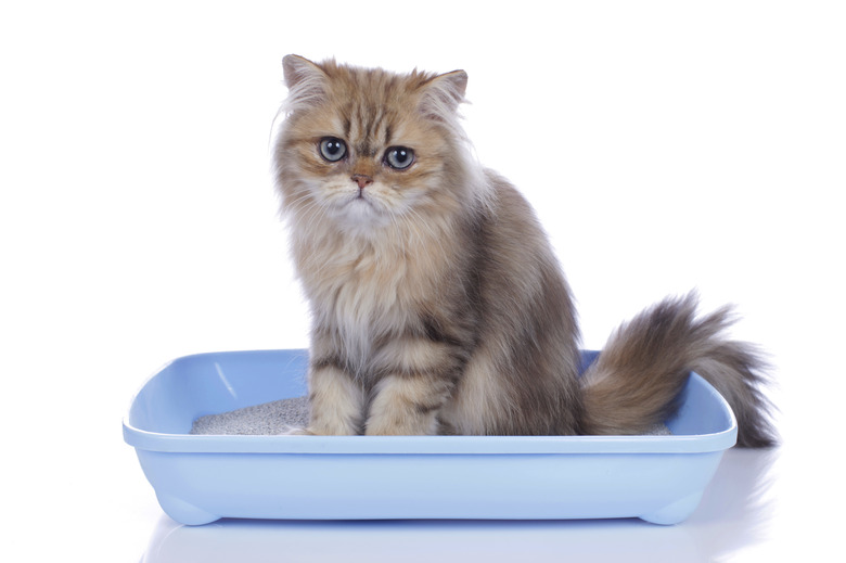 Cat in litter box