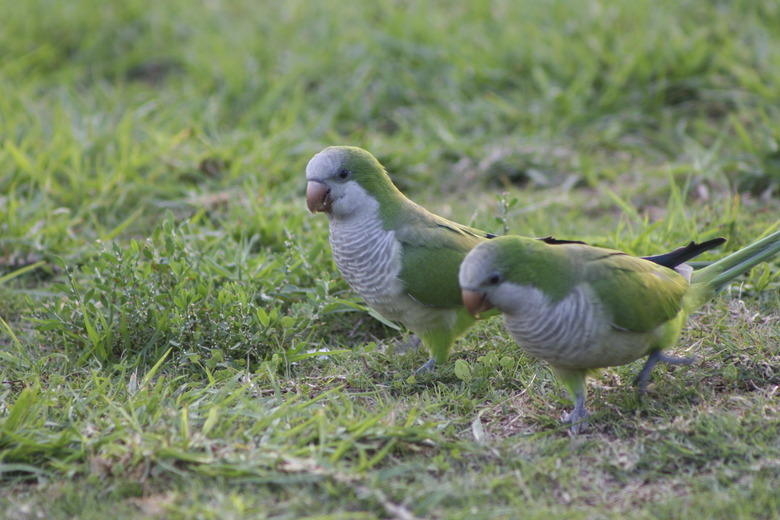 Monk Parakeets